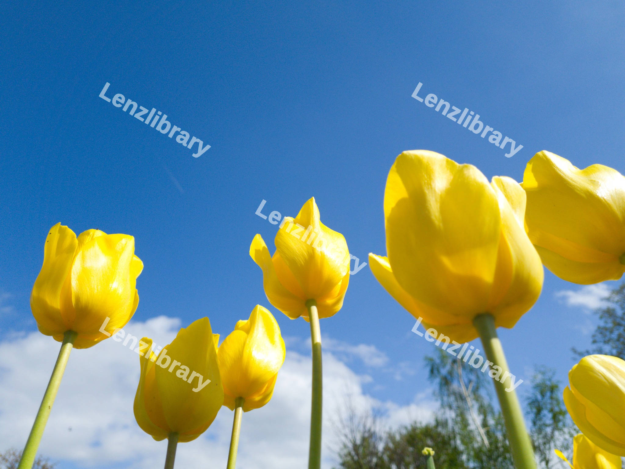 Yellow tulips